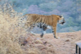 Ranthambhore Tiger park – Tiger