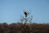 Ranthambhore Tiger park – eagle