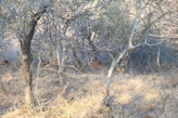 Ranthambhore Tiger park – spotted deer