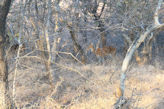 Ranthambhore Tiger park – spotted deer