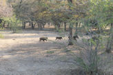 Ranthambhore Tiger park – wild boar