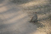 Ranthambhore Tiger park – partridge