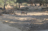 Ranthambhore Tiger park – antelope