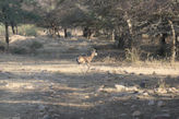 Ranthambhore Tiger park – antelope