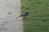 Bird at our hotel