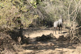 Ranthambhore Tiger park – large blue antelope