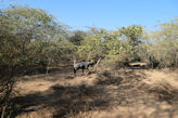 Ranthambhore Tiger park – large blue antelope