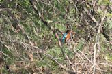 Ranthambhore Tiger park – white chested kingfisher!!!