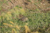 Ranthambhore Tiger park – heron