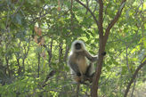 Ranthambhore Tiger park – monkey