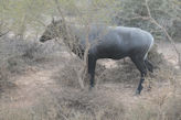 Ranthambhore Tiger park – large blue antelope