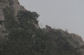 Ranthambhore Tiger park – leopard on high rock overlooking road home