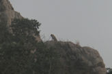 Ranthambhore Tiger park – leopard on high rock overlooking road home