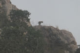 Ranthambhore Tiger park – leopard on high rock overlooking road home