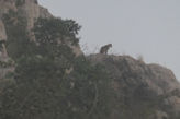 Ranthambhore Tiger park – leopard on high rock overlooking road home