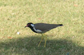 Jaipur Central Park red wattled lapwing bird