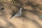 Jaipur Central Park Eurasian collared dove bird