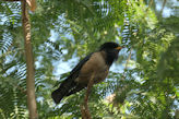 Jaipur Central Park black bird