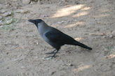 Jaipur Central Park crow bird