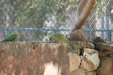 Jaipur Central Park rose ringed parots