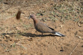 Jaipur Central Park spotted dove bird