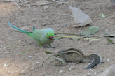 Jaipur Central Park birds