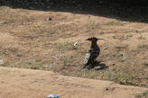 Jaipur Central Park commom hoopoe bird