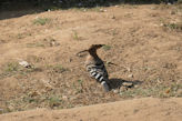 Jaipur Central Park commom hoopoe bird