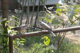 Jaipur Central Park Eurasian collared doves