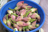 Chennai – Black Town Market lotus flower buds