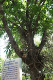 Chennai's Government Museum – Cannon ball tree <a href=