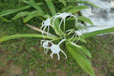 Mahabalipuram – spider lily in our hotel