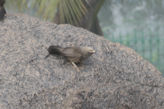 Mahabalipuram – 5 chariots temple