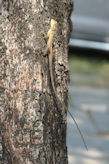 Mahabalipuram – lizard