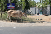 Mahabalipuram –cow