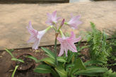 Auroville – flower