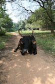 Auroville – cow