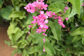 Auroville – flower