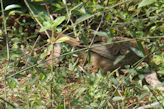 Auroville – bird