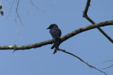 Auroville – drongo bird