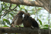 Auroville – bird