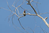 Auroville – coppersmith barbet bird