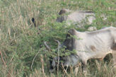 Drongo and two bullocks