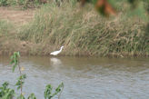 Egret