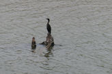 Cormorant