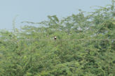 White chested kingfisher (more spectaular in flight wit irredesant blue on wings and back)