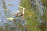 Duck in pond with reflection