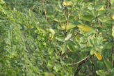 Morning walk from our hotel – ring necked parakeet with pasion fruit