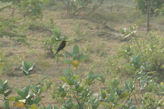 Morning walk from our hotel – sunbird