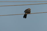 Morning walk from our hotel – bird